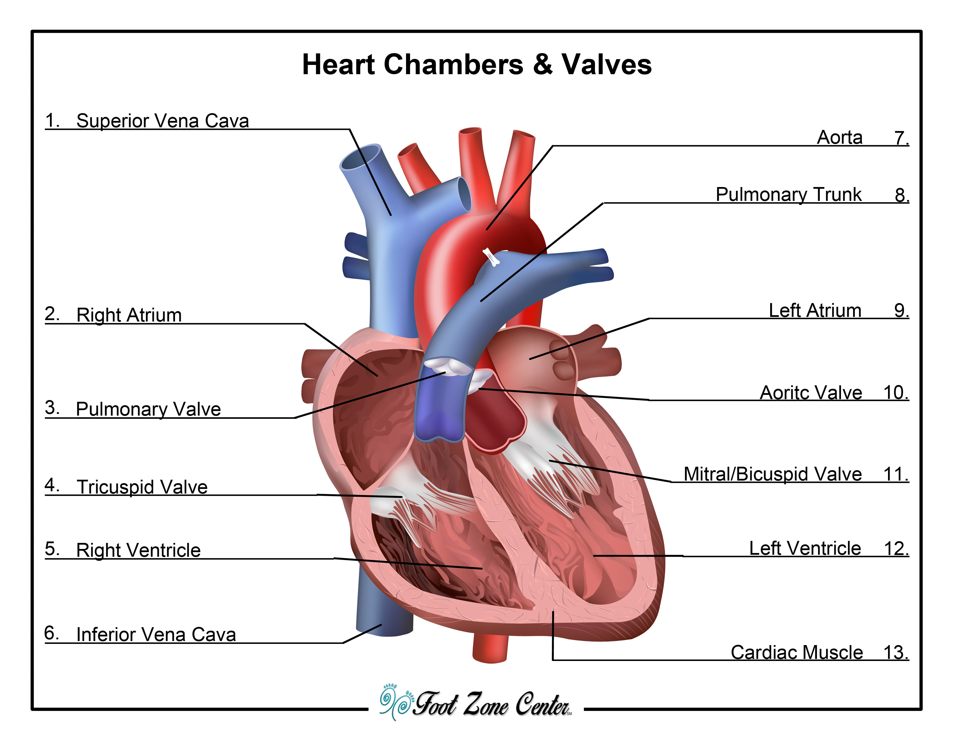 identify the chambers and valves of the heart and their functions